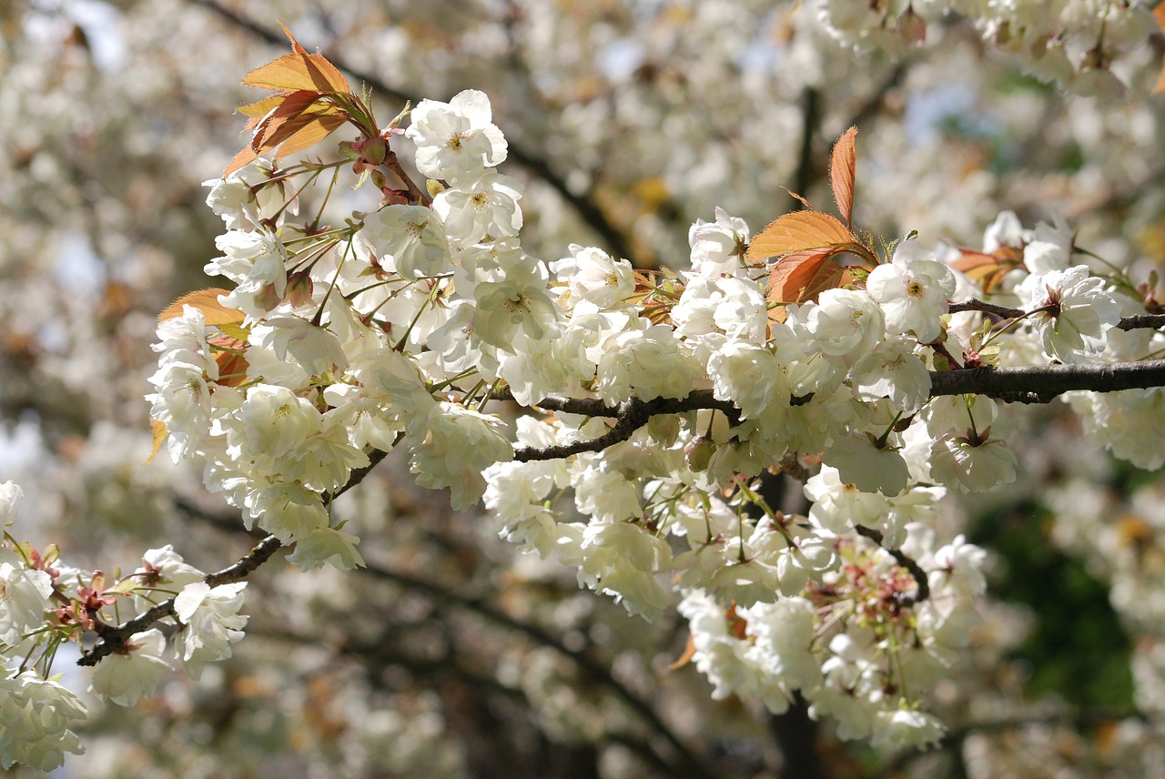 wildflower cherry tree free photo