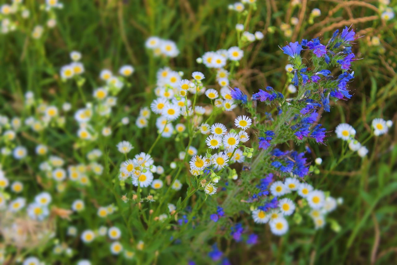 wildflower  meadow  field free photo