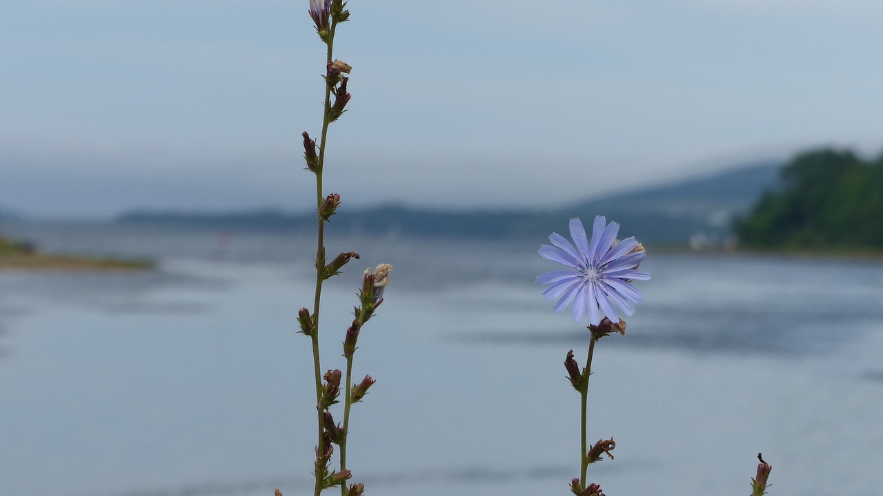 wildflower  blue flower  chicory free photo