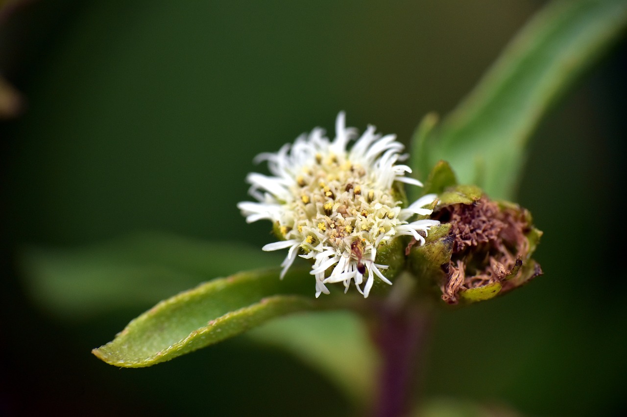 wildflower  macro photography  white flower free photo