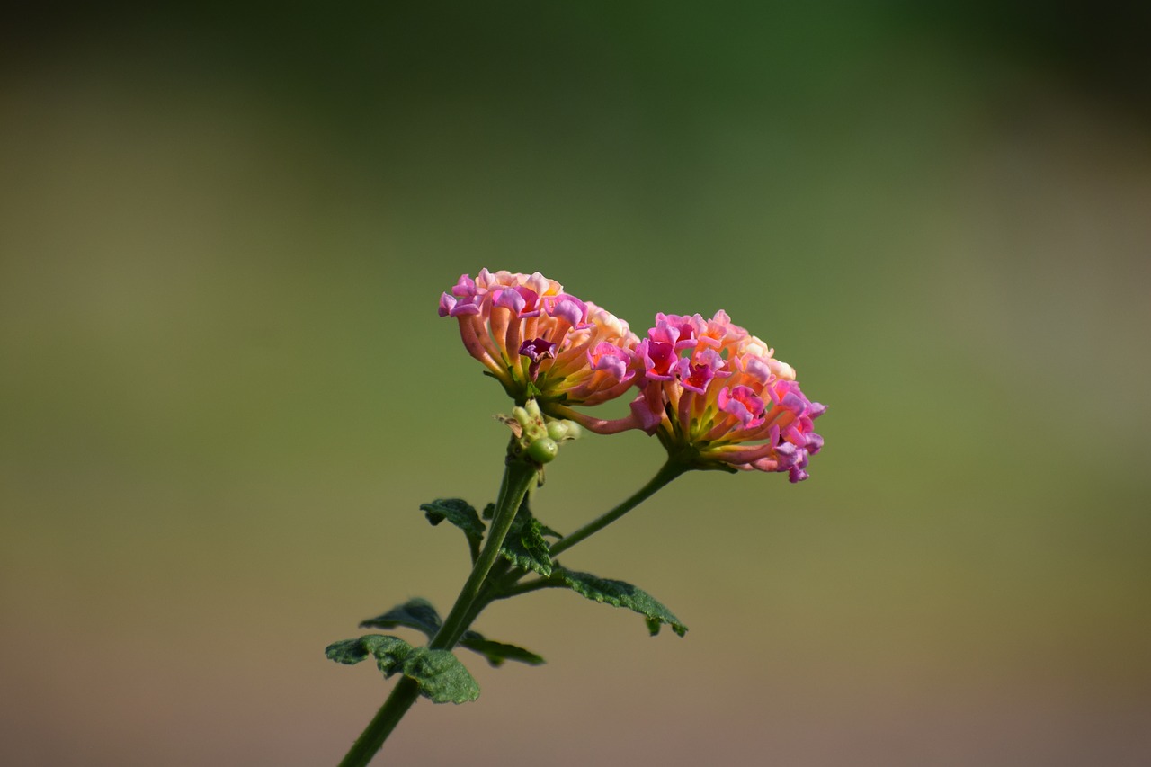 wildflower  colorful  nature free photo