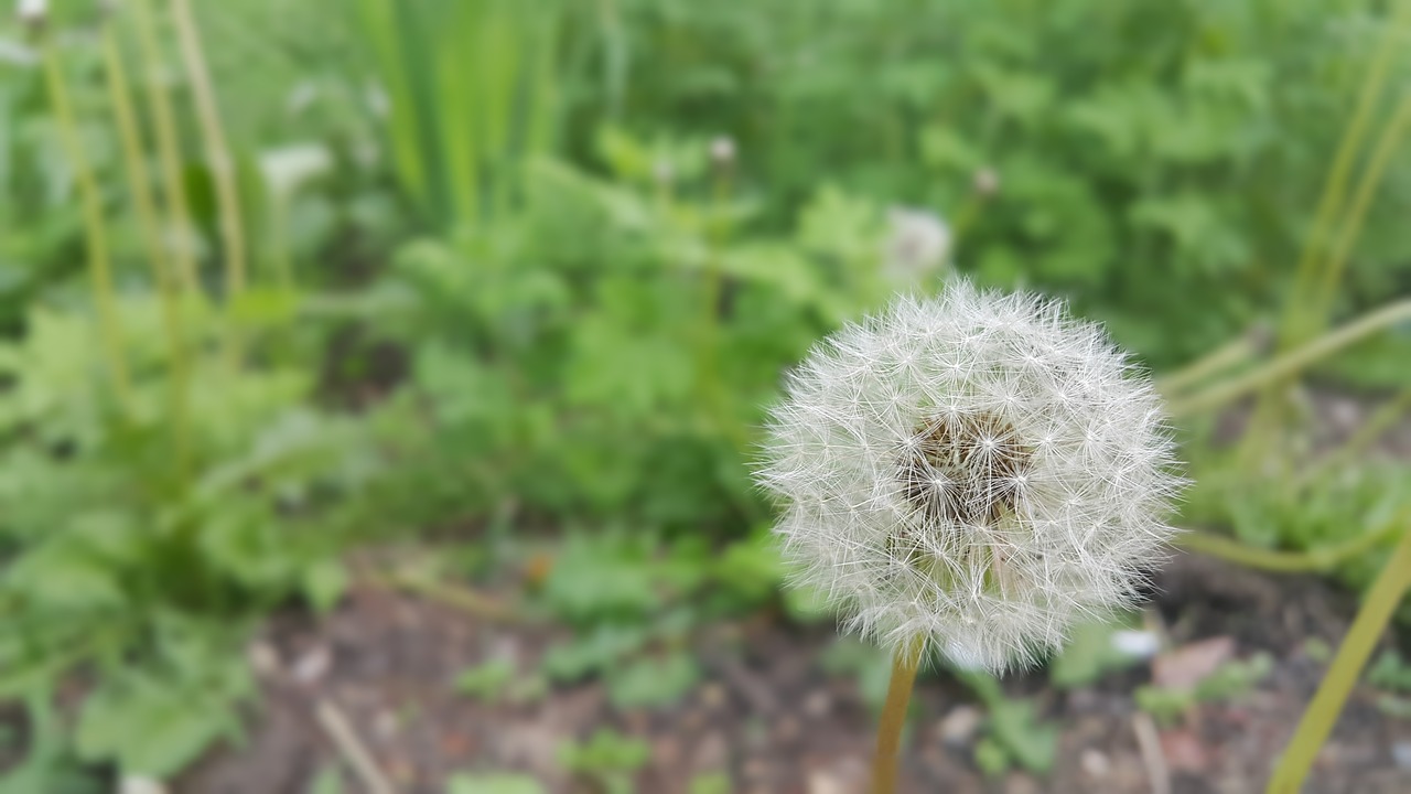 wildflower  flowers  ponca free photo