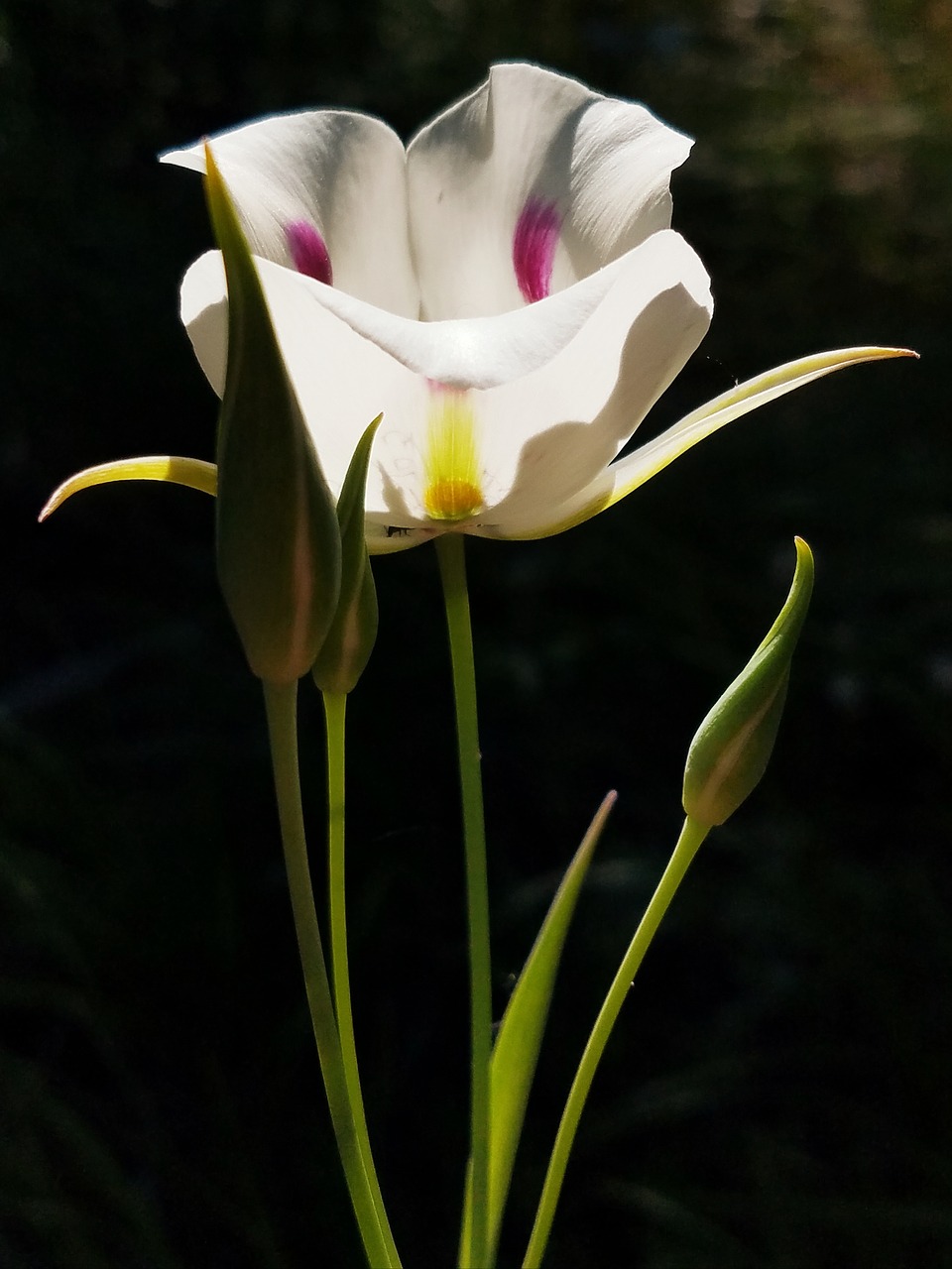 wildflower  blossom  floral free photo