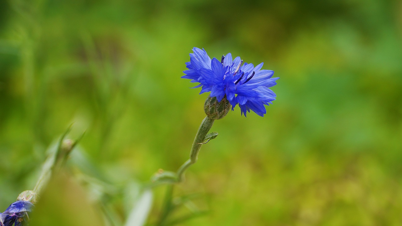 wildflower  flowers  petal free photo