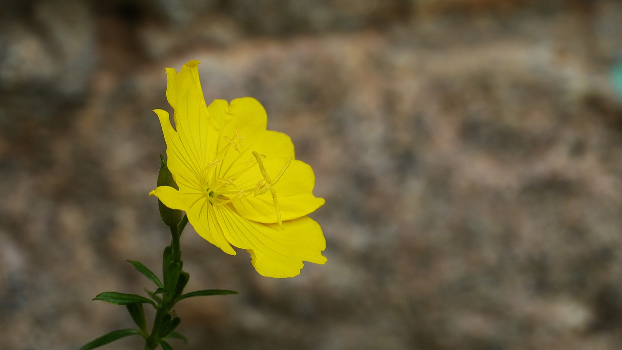 wildflower  flowers  petal free photo