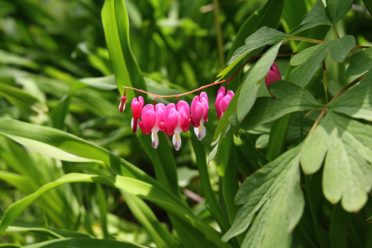 wildflower  bleeding heart  flowers free photo