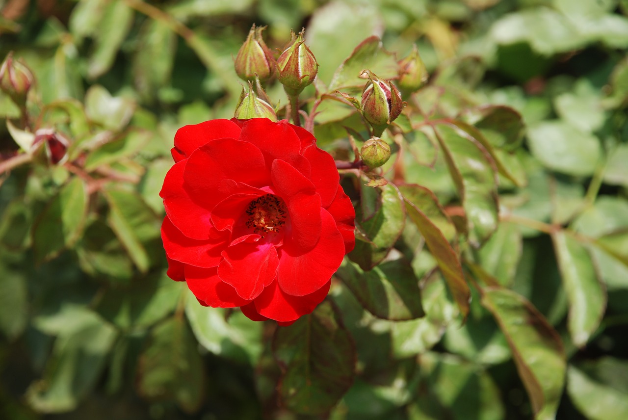 wildflower  wilderness  beauty free photo