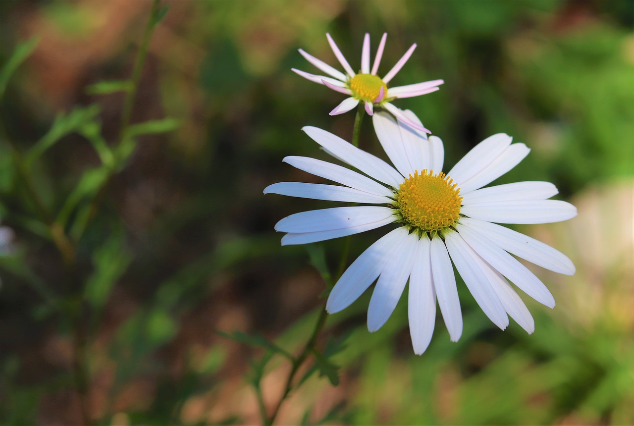 wildflower  nature  flowers free photo