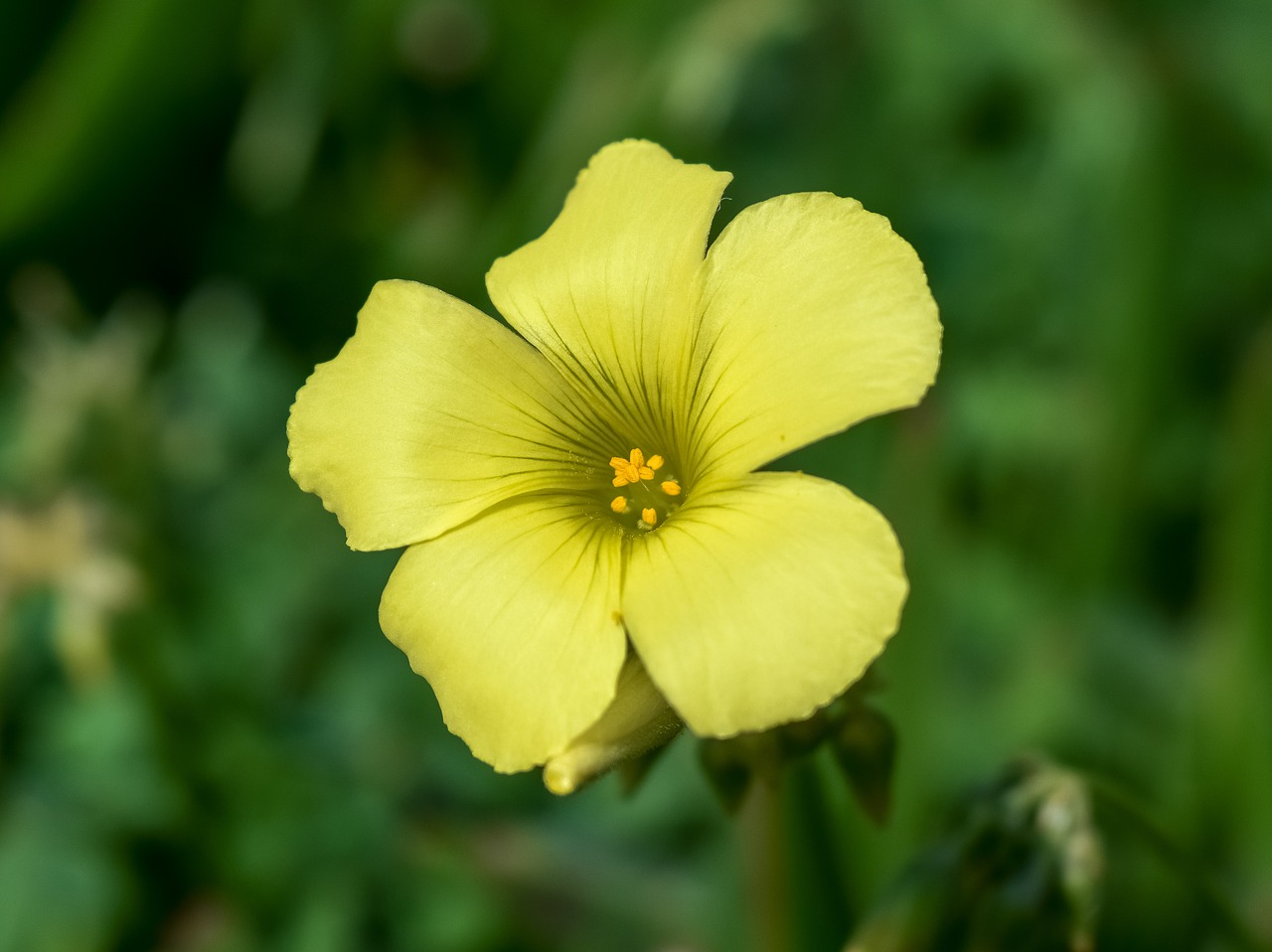 wildflower  flower  yellow free photo