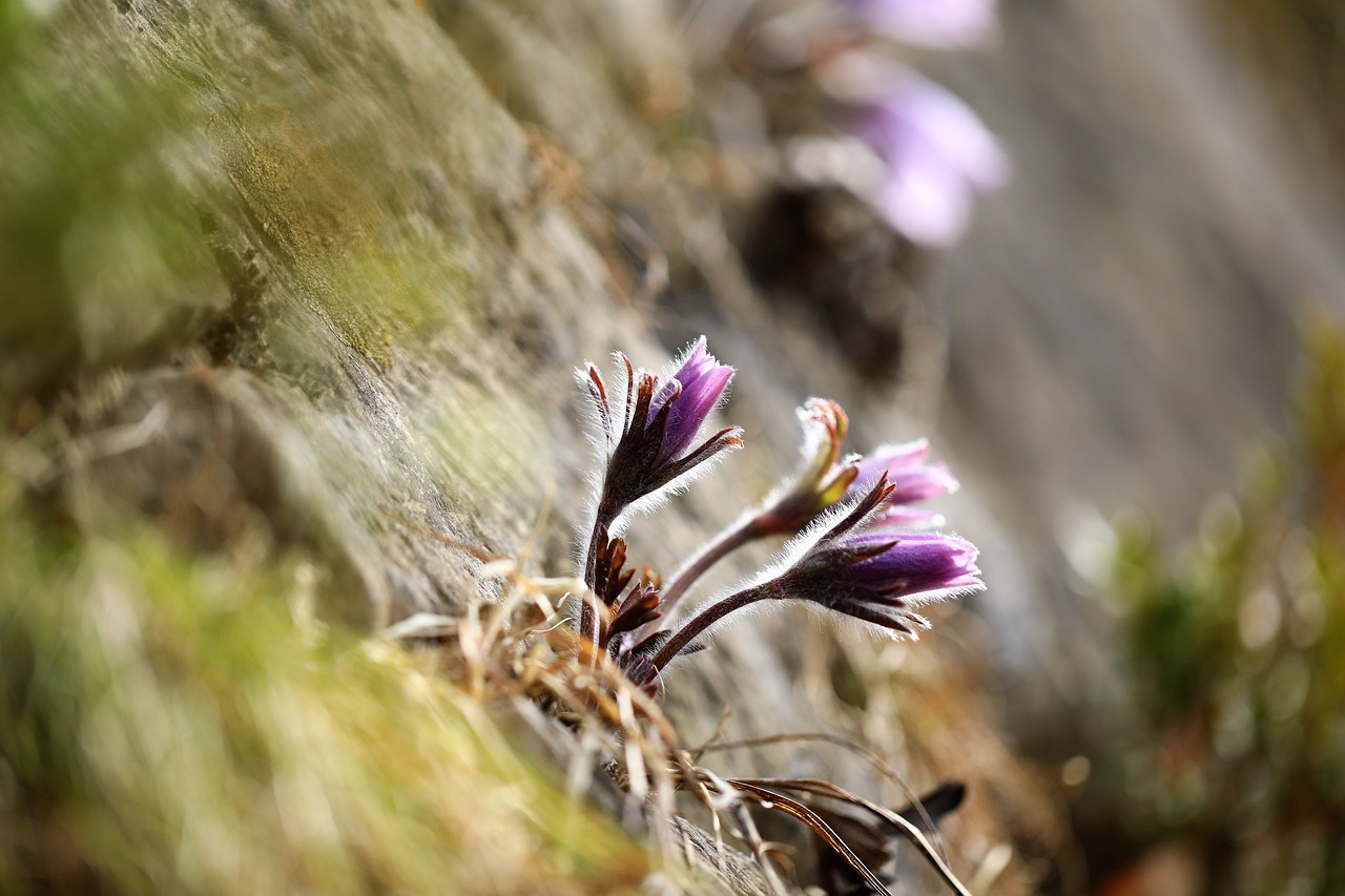 wildflower  youngwol  flowers free photo