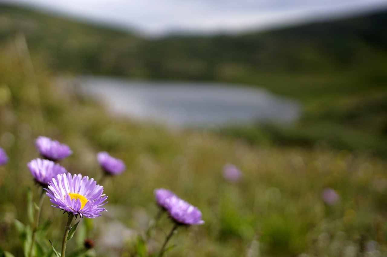 wildflower  nature  lake free photo