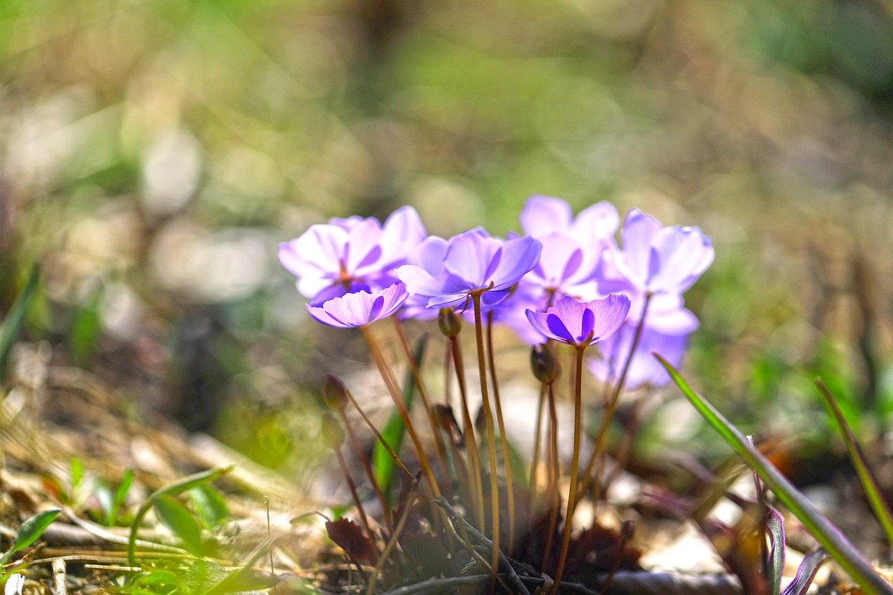 wildflower  flowers  plants free photo