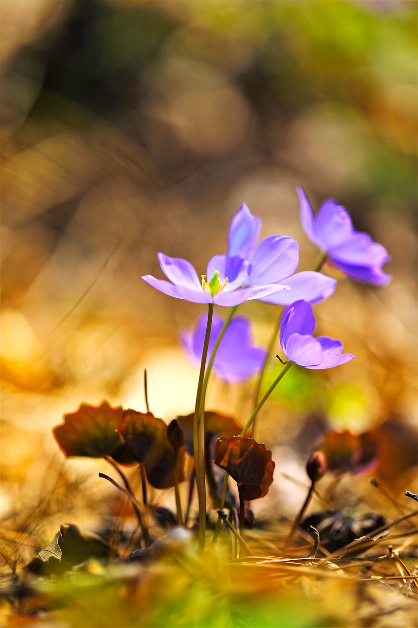 wildflower  flowers  nature free photo