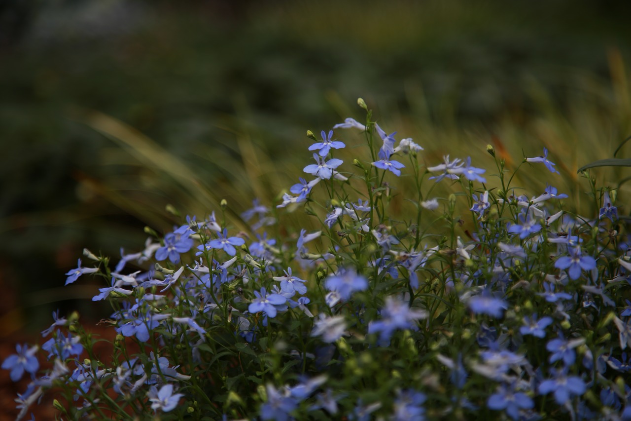 wildflower  flowers  plants free photo