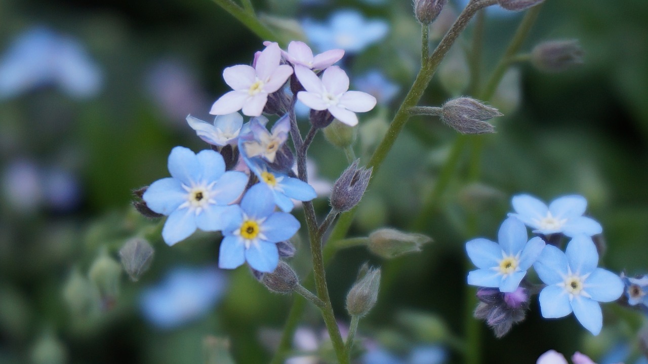 wildflower  our  nature free photo