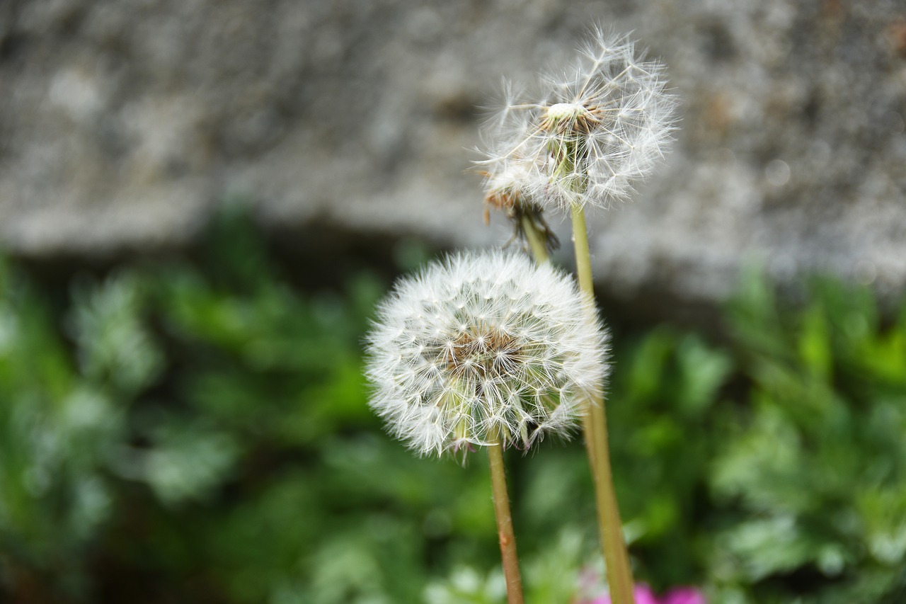 wildflower  into the evening  dandelion spores free photo