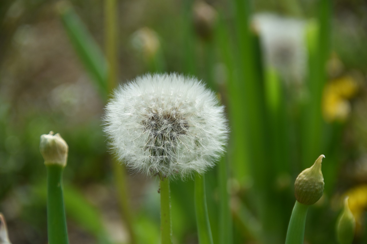 wildflower  into the evening  dandelion spores free photo