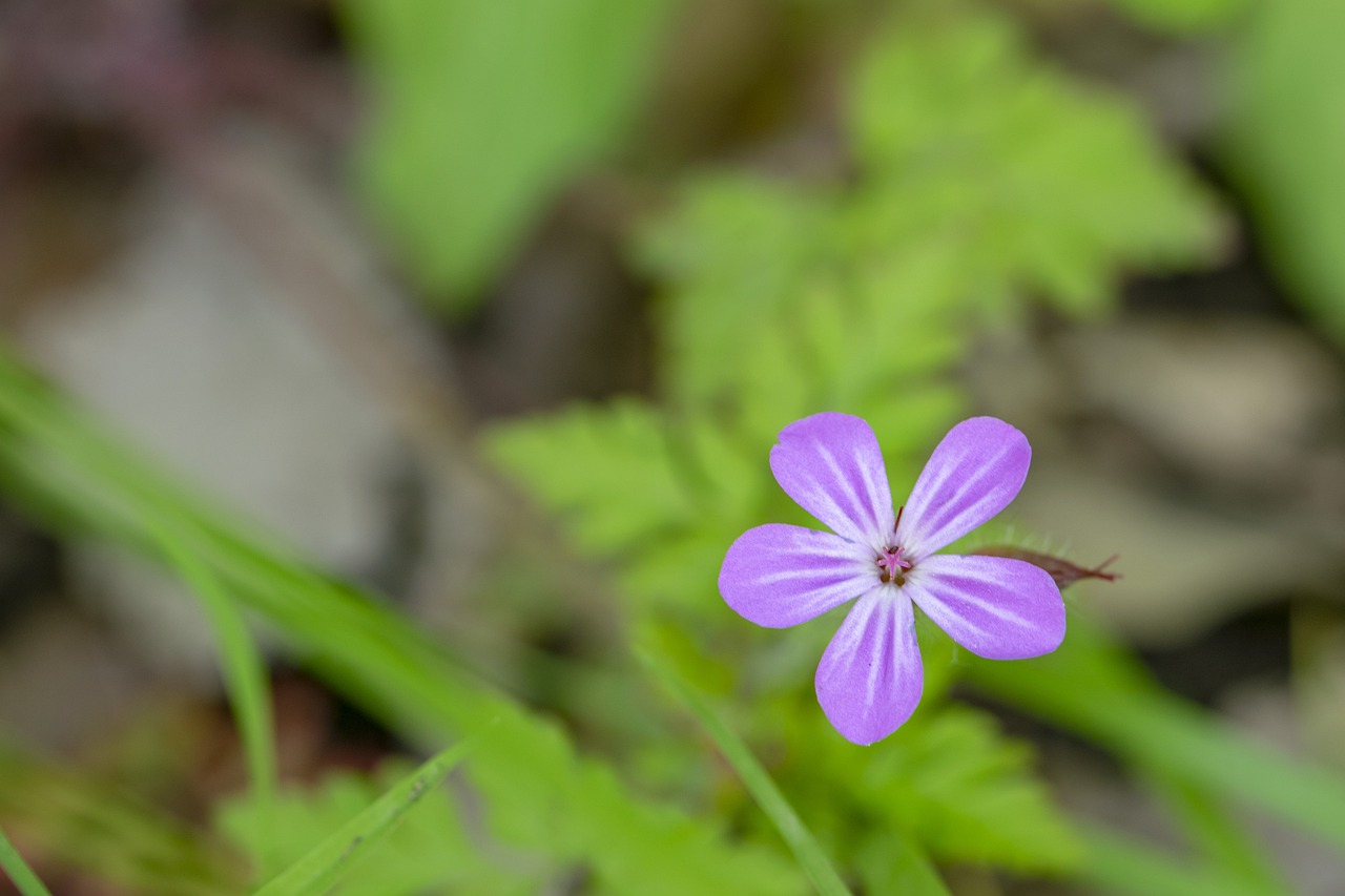 wildflower  nature  flora free photo