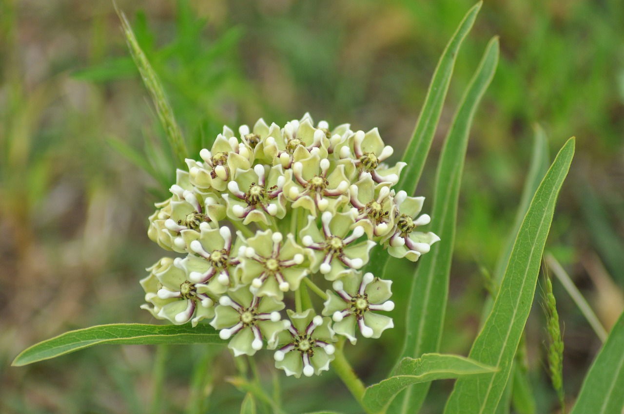 wildflower  spring  wildflowers free photo