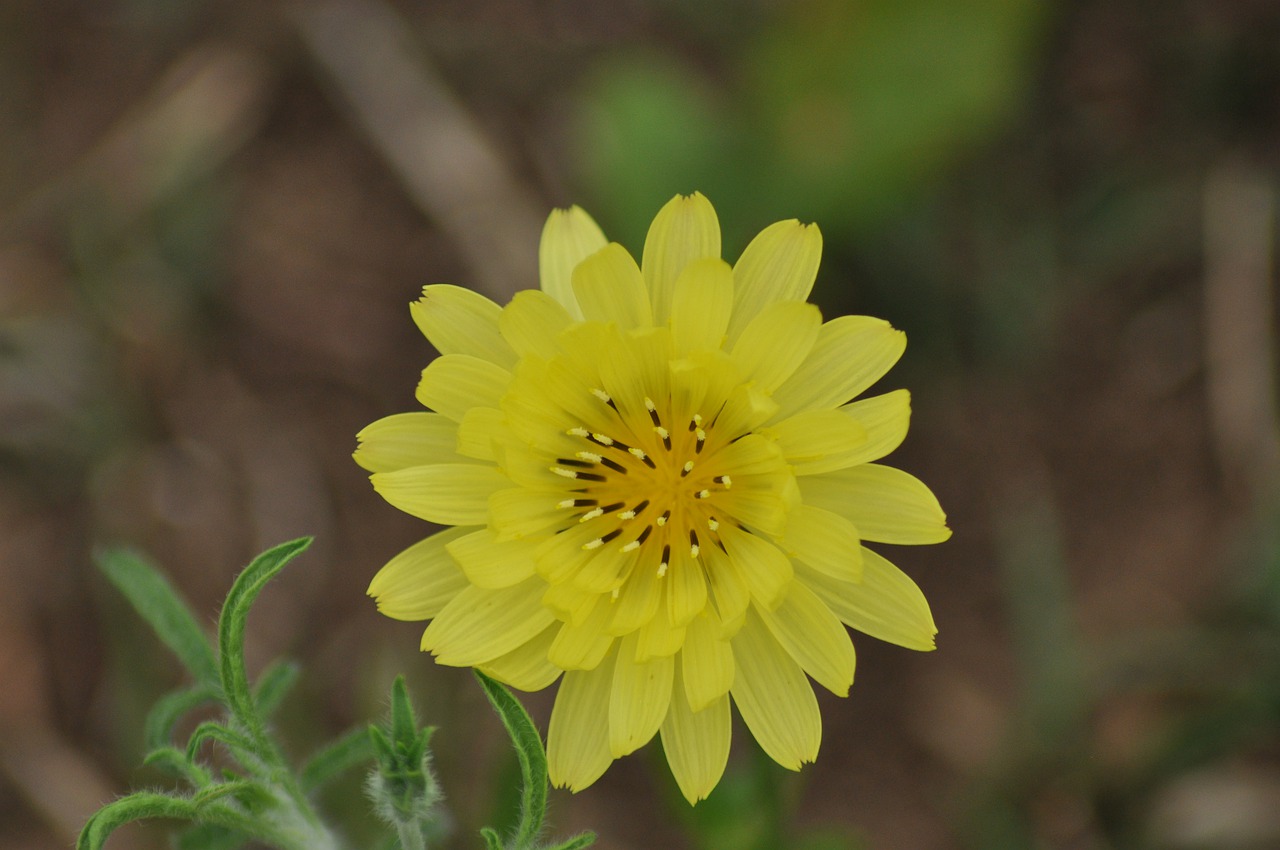 wildflower  nature  wildflowers free photo