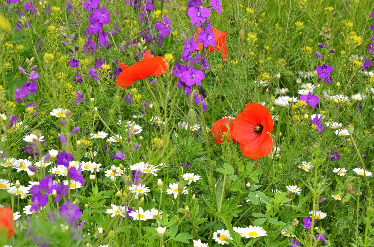 wildflower  meadow  nature free photo