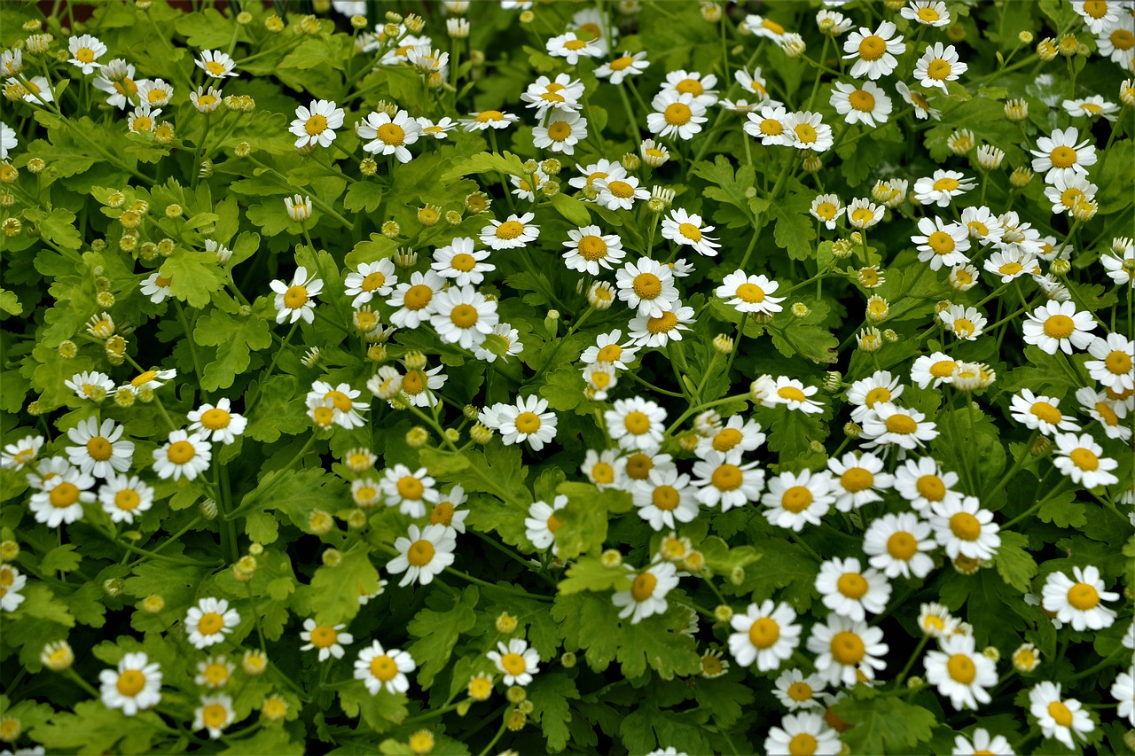 wildflower  flowers  yellow free photo