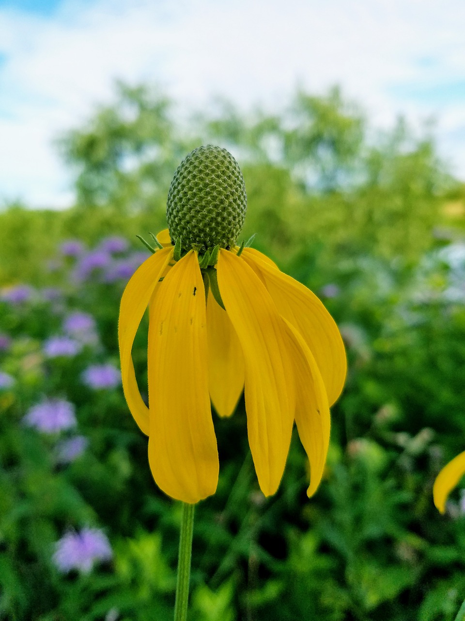 wildflower  flower  nature free photo