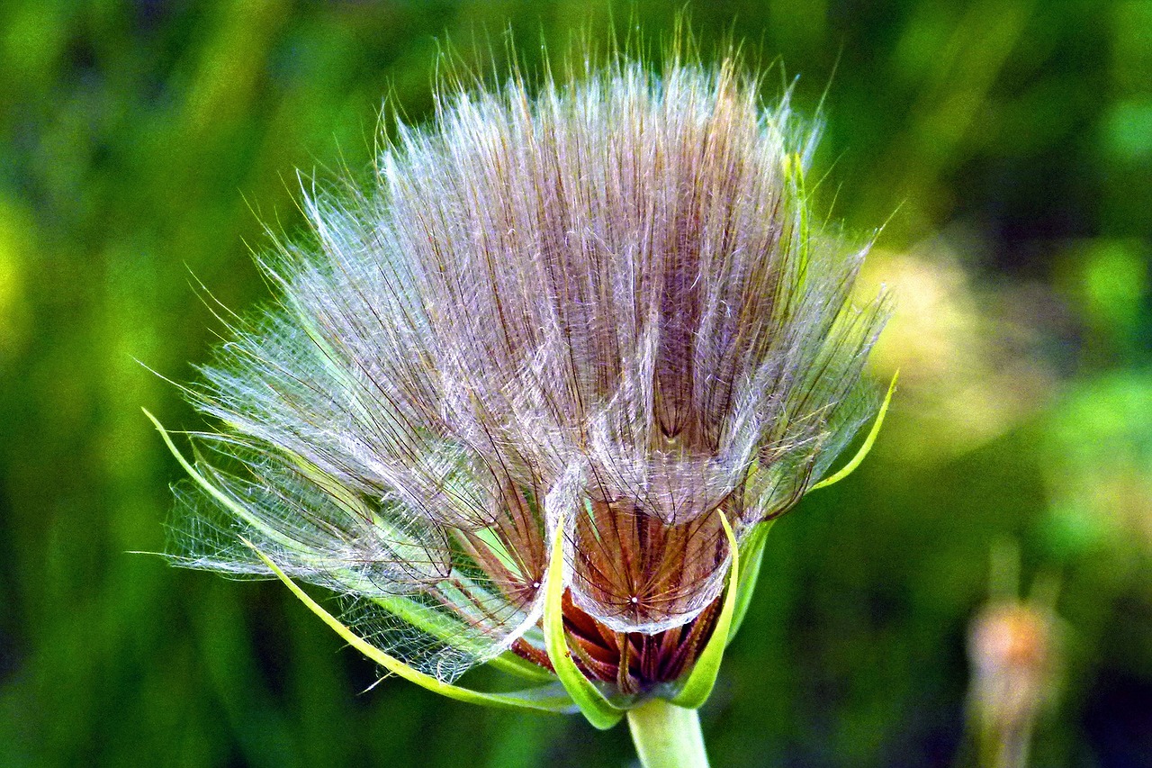 wildflower flower wild plant free photo