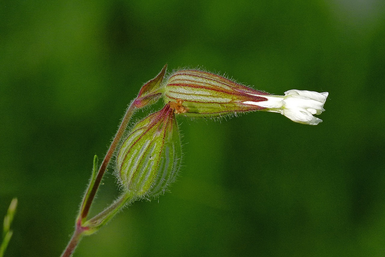 wildflower flower white free photo