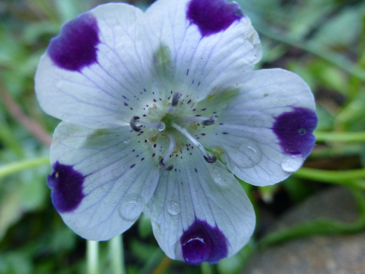 wildflower purple white free photo