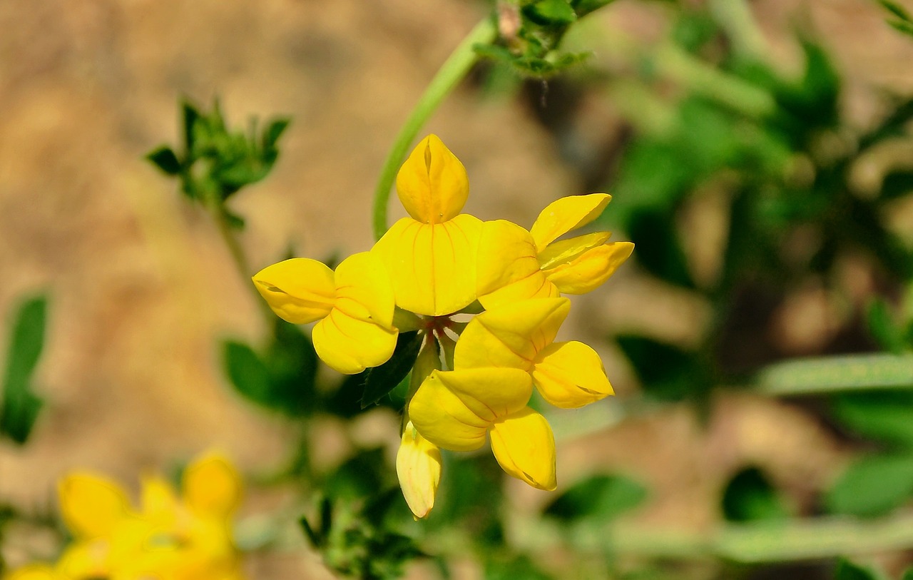 wildflower field summer plants free photo