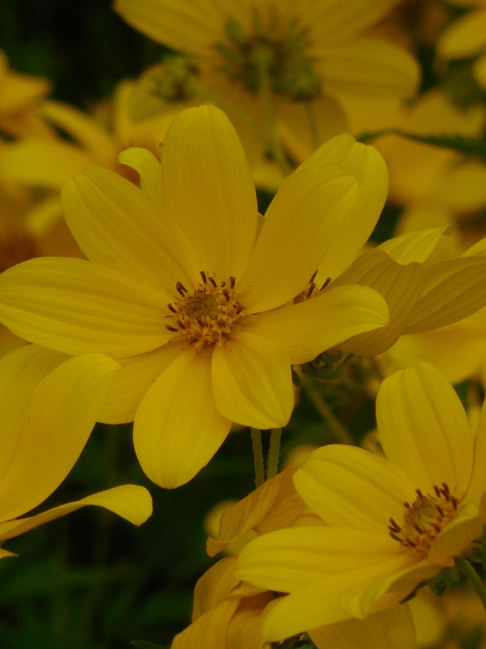 wildflower sunflower nature free photo