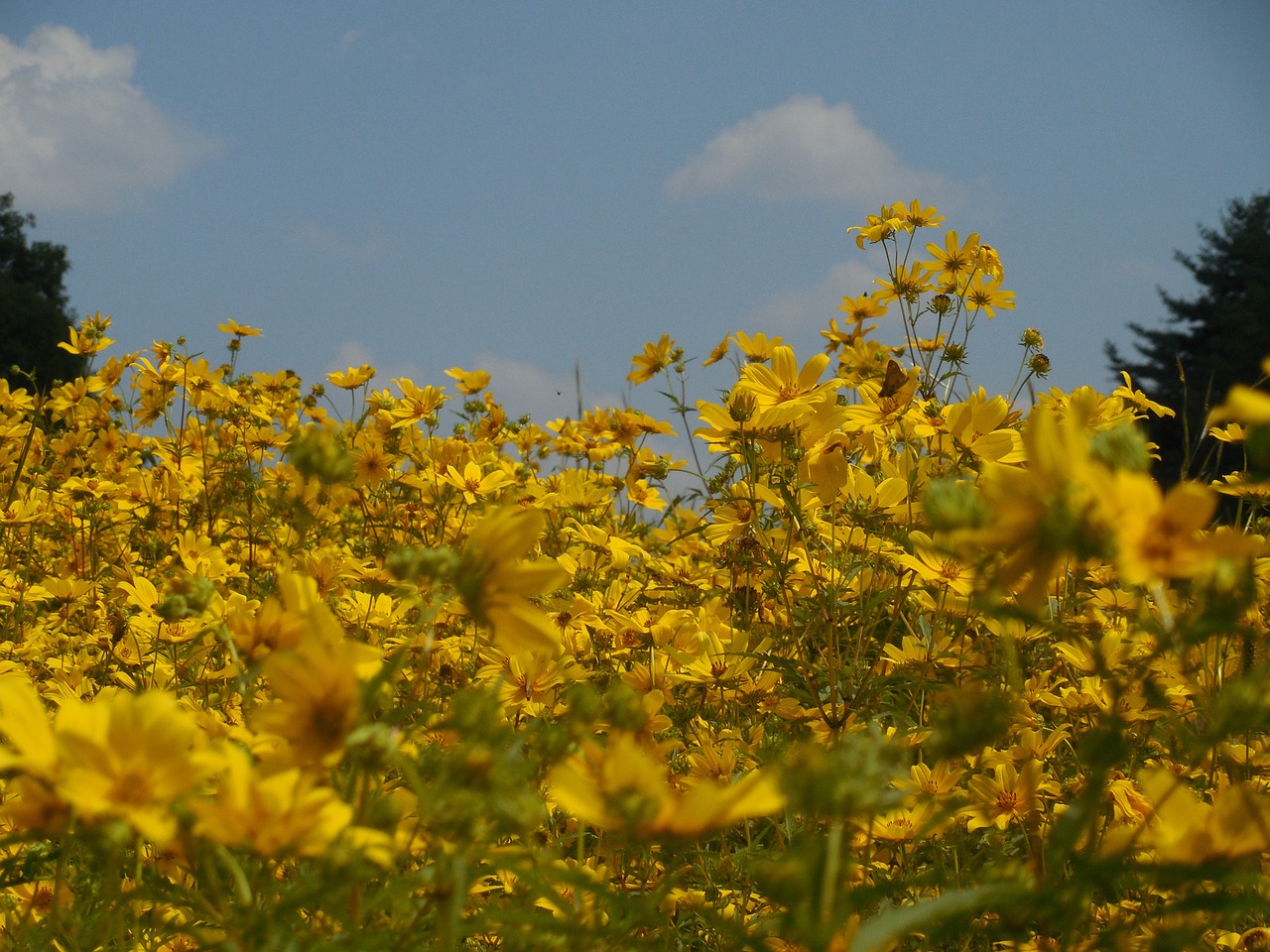 field flowers wildflower free photo