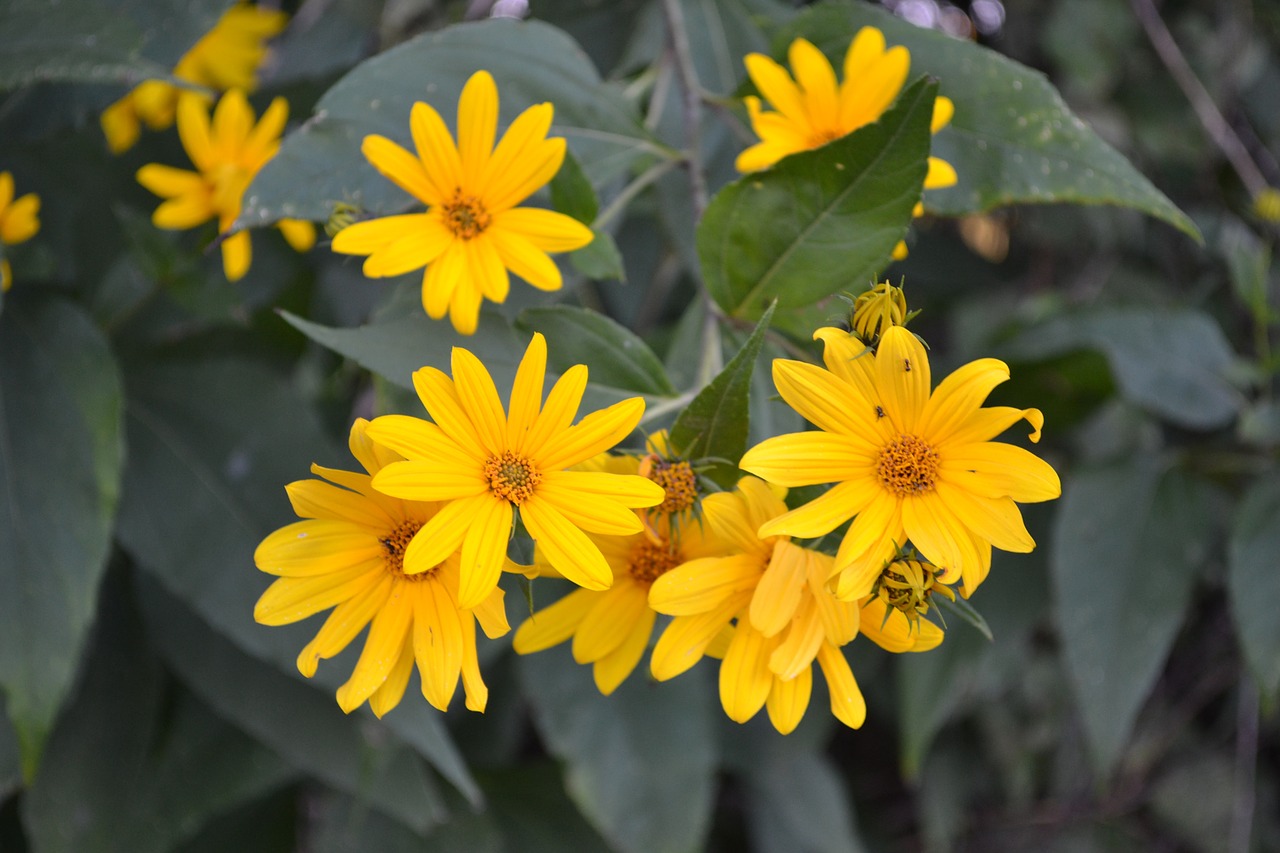 wildflower summer nature free photo