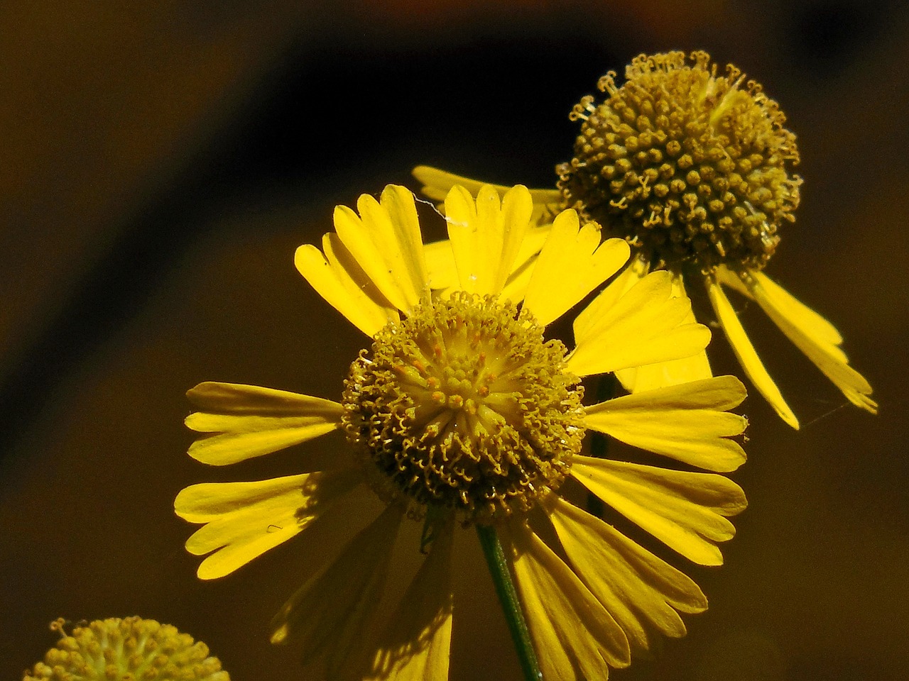 wildflower yellow nature free photo