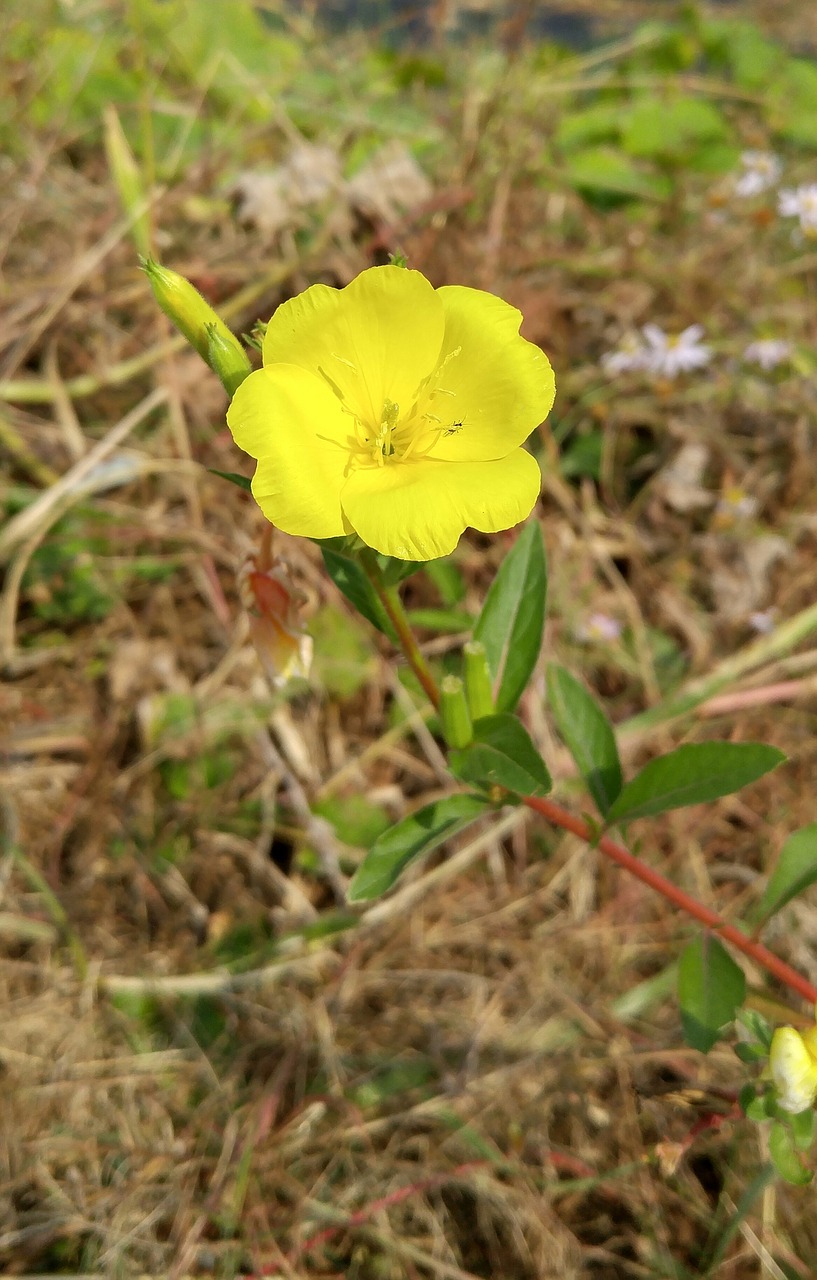 wildflower flowers fall flowers free photo