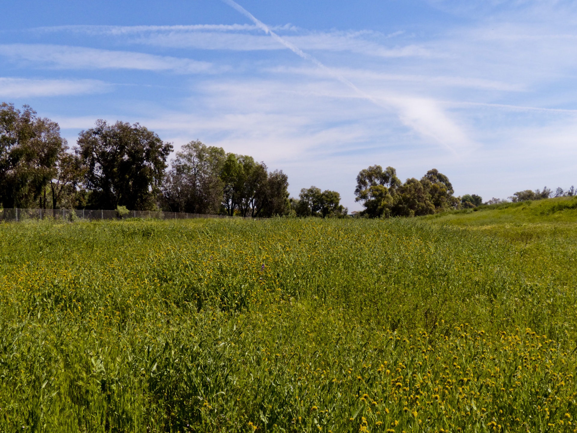 wildflowers field trees free photo