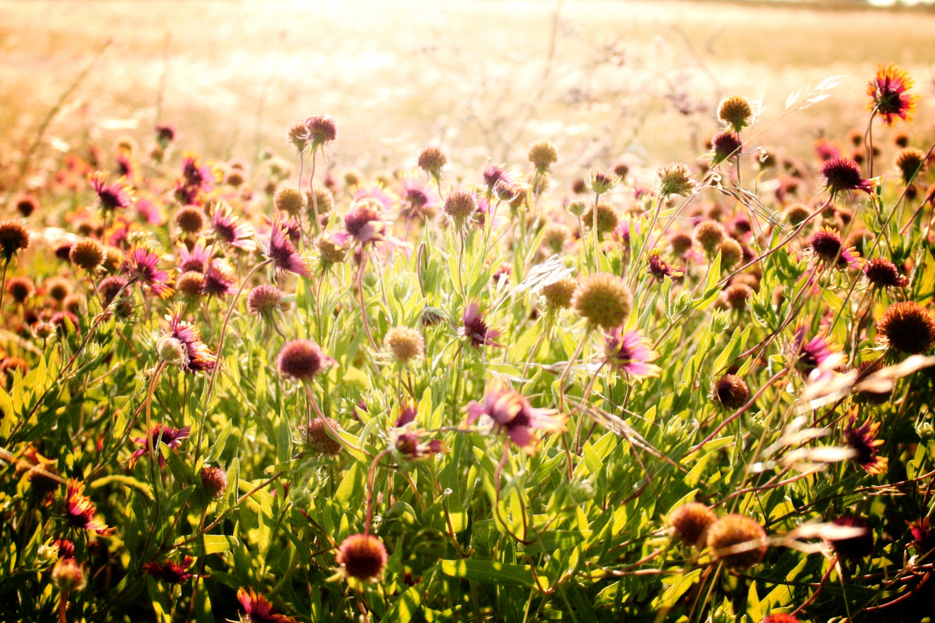 wildflowers indian blanket pinwheel flower free photo