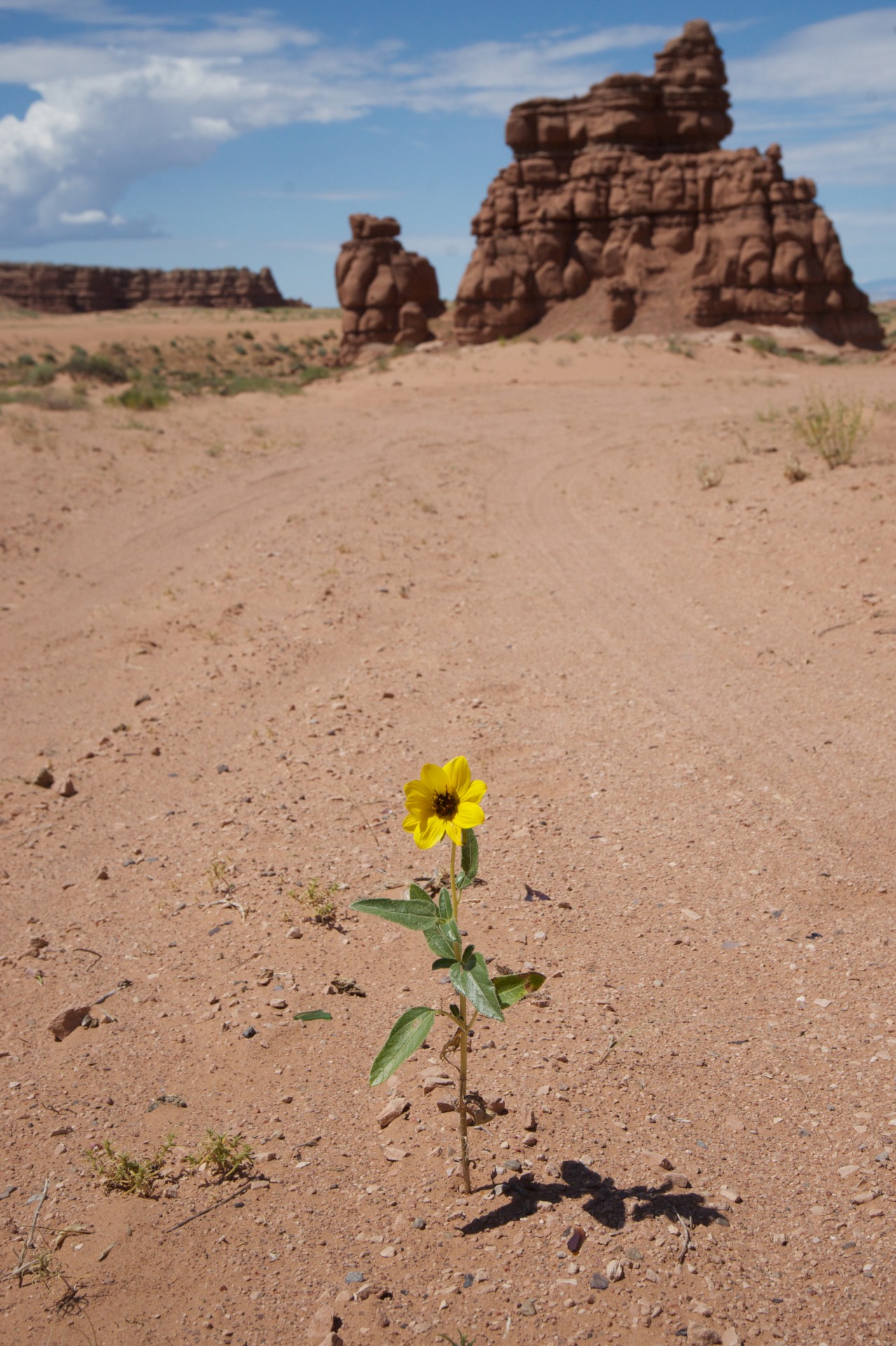 desert dirt flower free photo