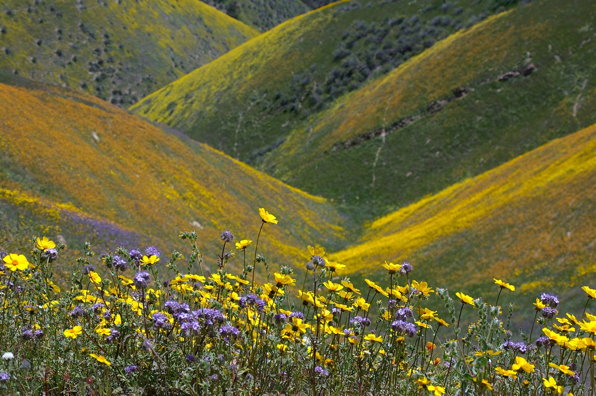 landscape scenic wildflowers free photo