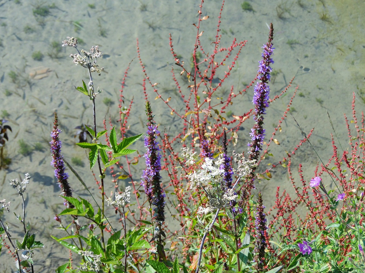 wildflowers nature summer free photo