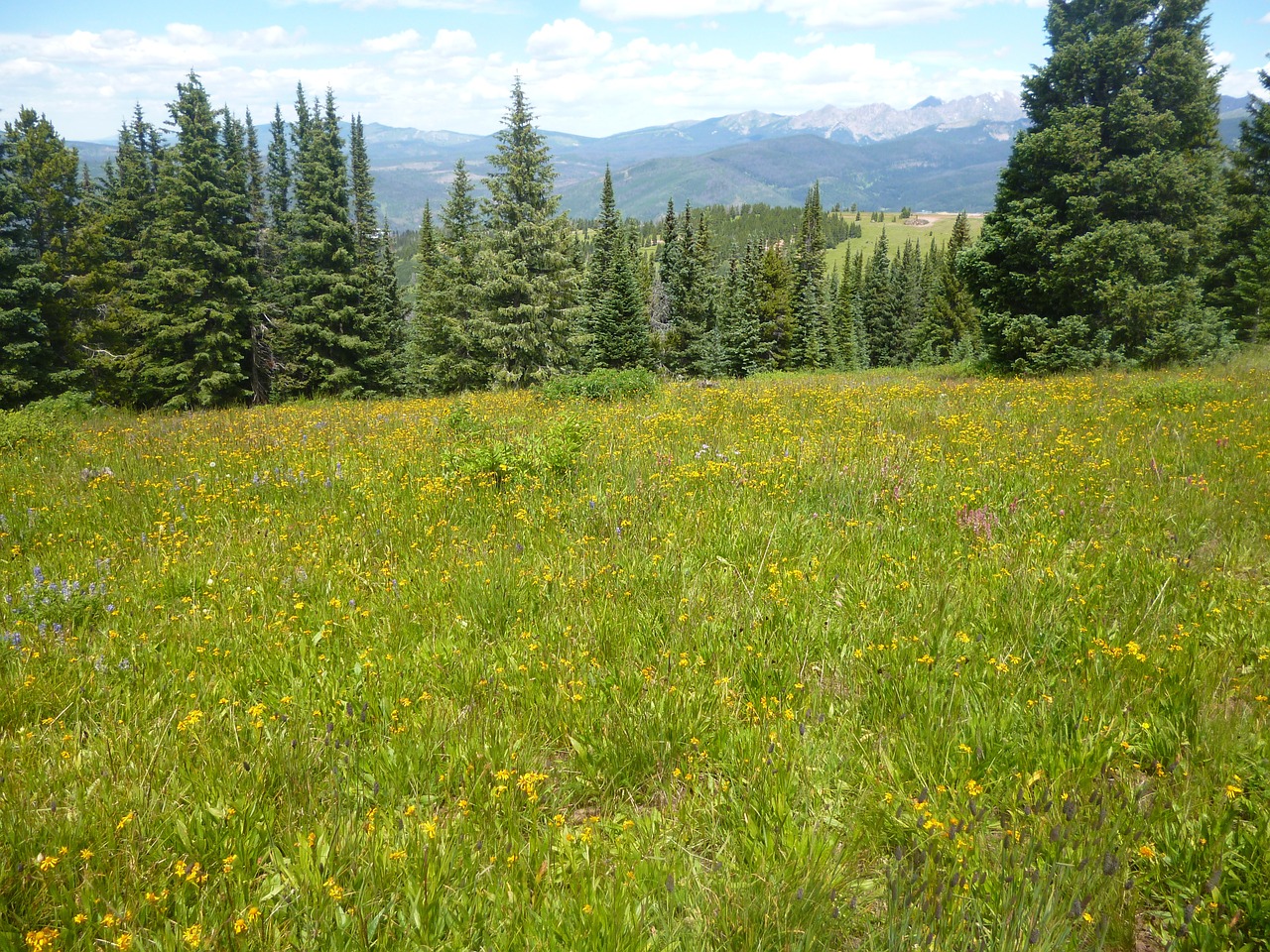 wildflowers mountains meadows free photo