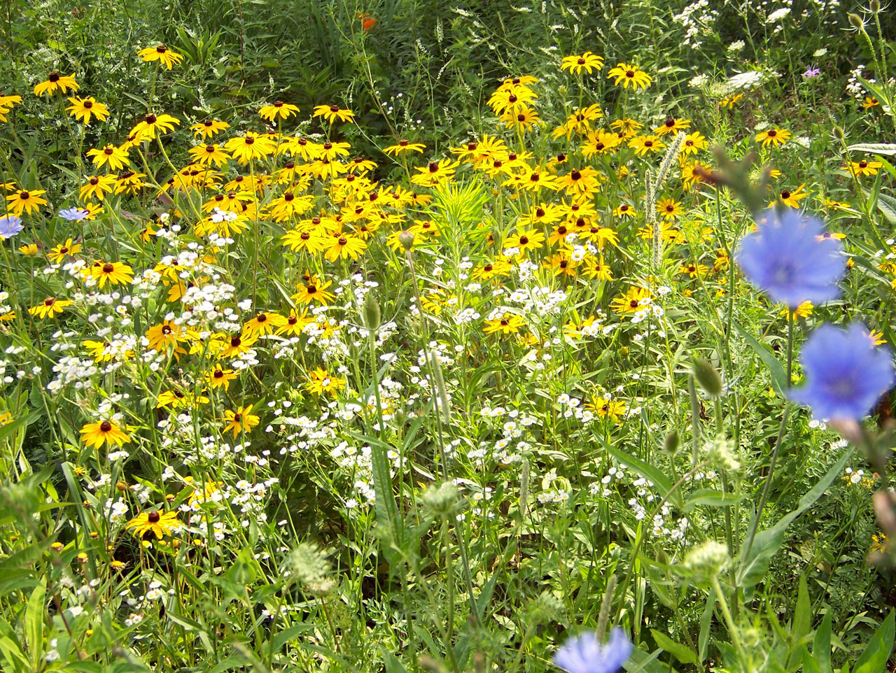 wildflowers flowers weeds free photo