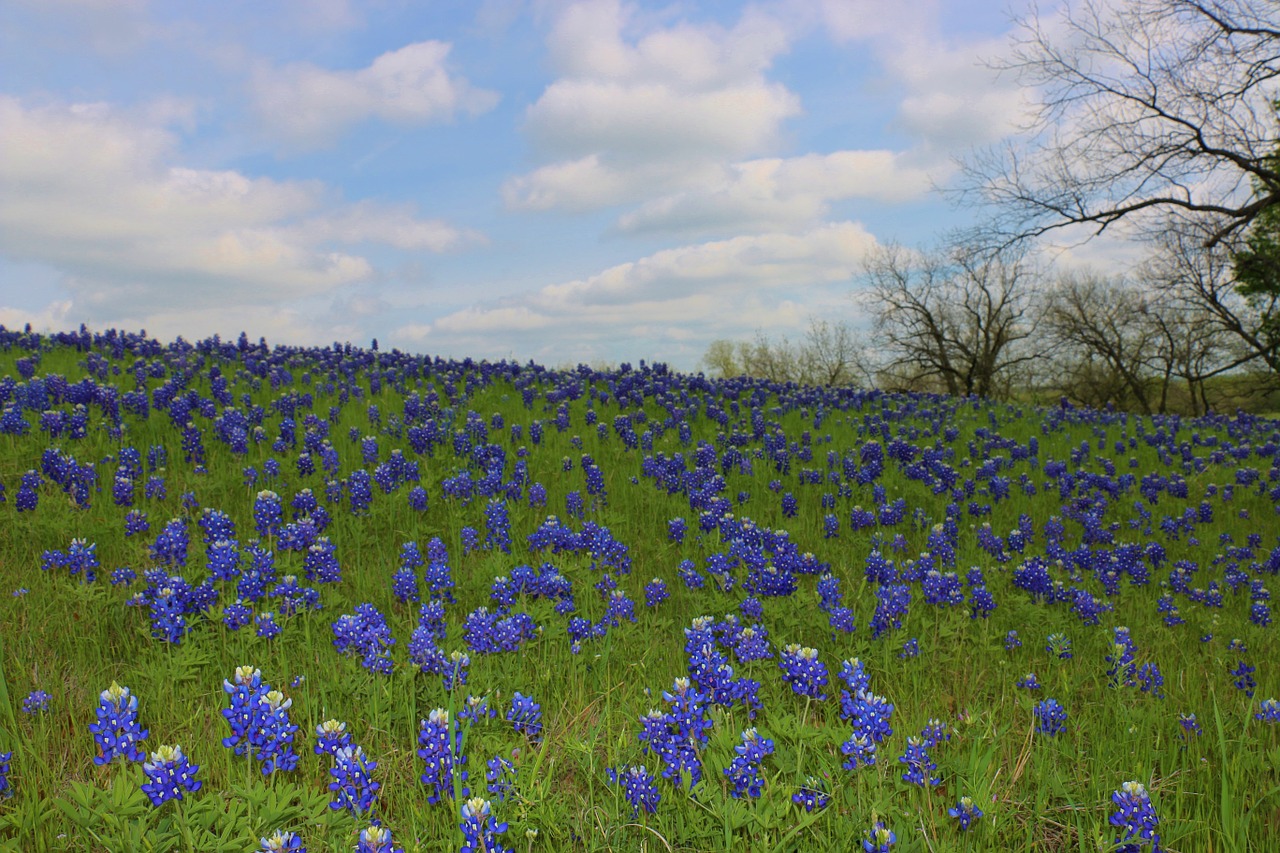 wildflowers bluebonnets texas free photo