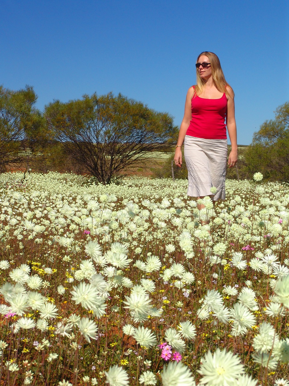 wildflowers australia outback free photo