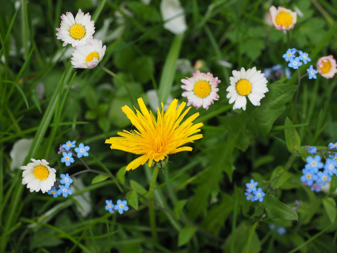 wildflowers meadow dandelion free photo