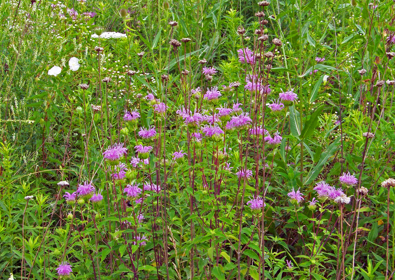 wildflowers weeds field free photo