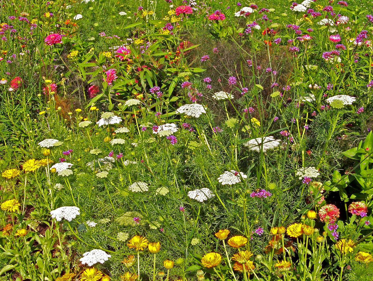 wildflowers weeds field free photo