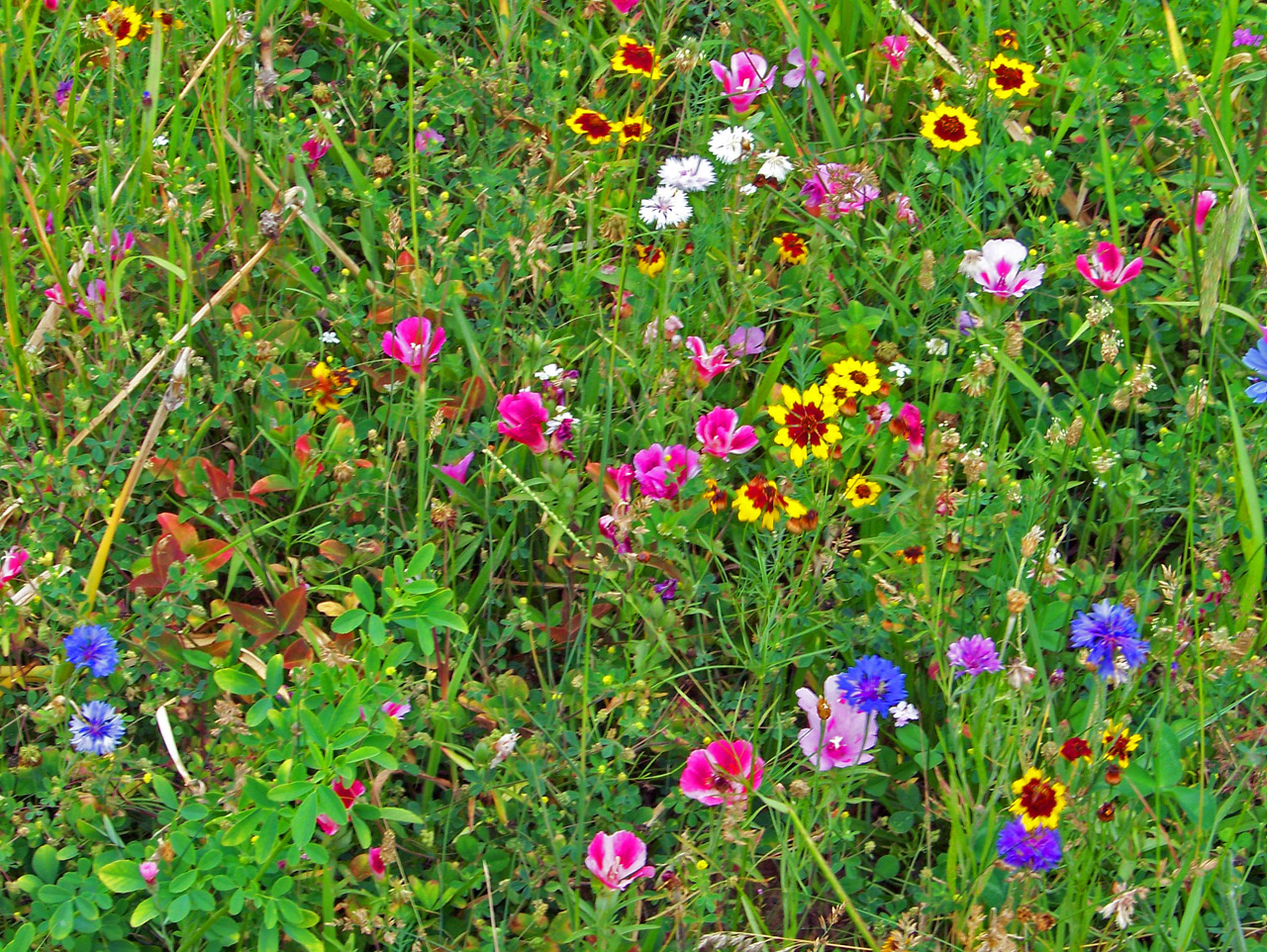 wildflowers weeds field free photo