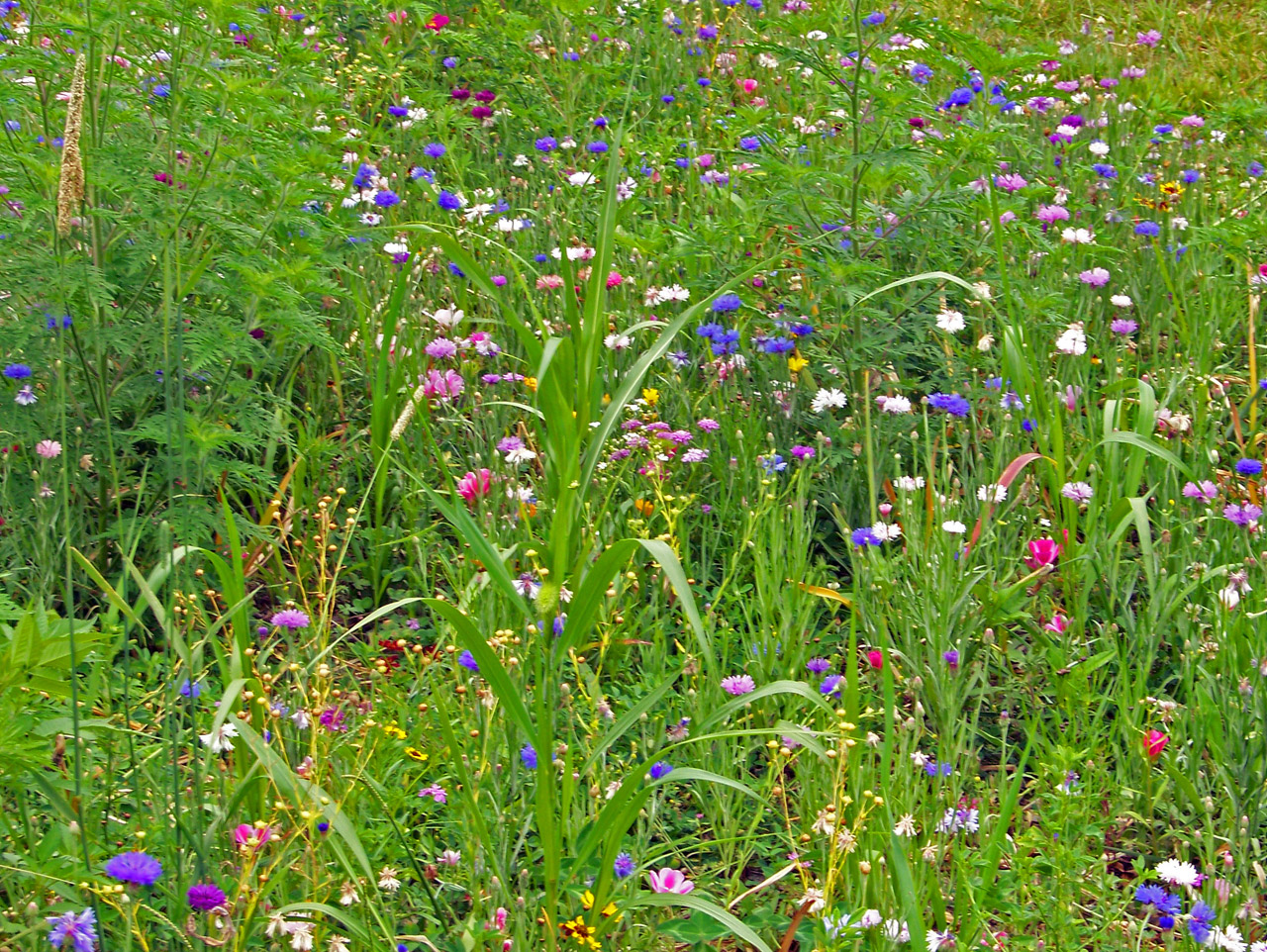 wildflowers weeds field free photo